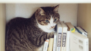 四柱推命でチャンスを上げる！元彼との復縁に有効にできるポイント４つ