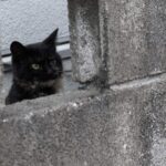 復縁したいけれどブロックされてる?心の扉を再び開く方法