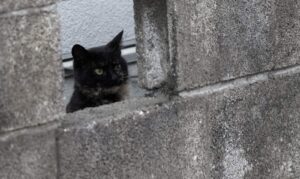 復縁したいけれどブロックされてる?心の扉を再び開く方法